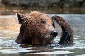 A picture of bear in water, looking like he's thinking